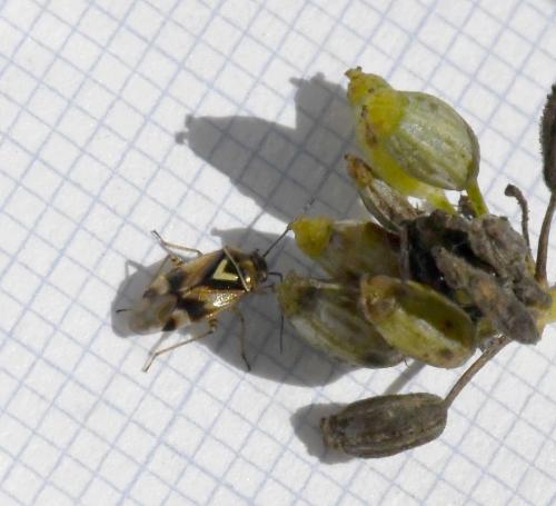 Réf. 217 428 : Orthops sp.